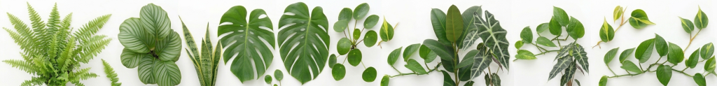 cvetya