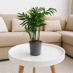 Хамедорея елеганс (chamaedorea elegans) 9см саксия