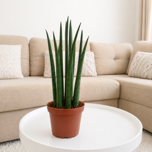 Сансевиера цилиндрика (sansevieria cylindrica) 9см саксия