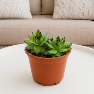 Дебелец (Sempervivum)