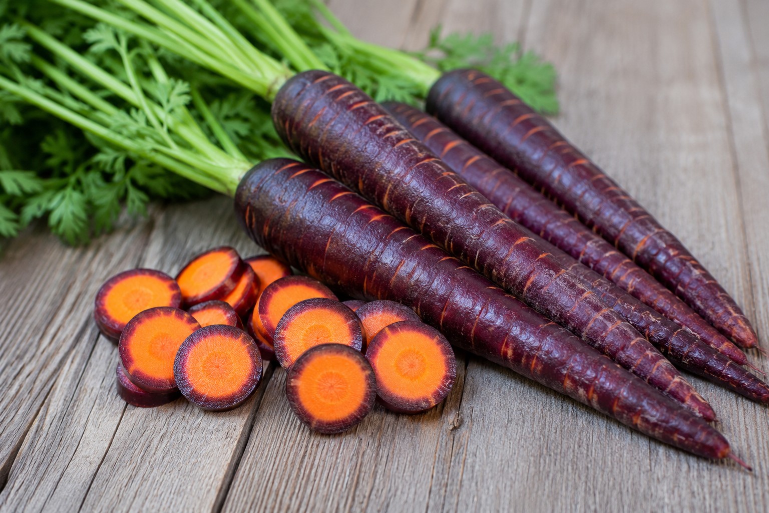 Семена от БИО лилав морков – daucus carota Семена от БИО лилав морков – daucus carota