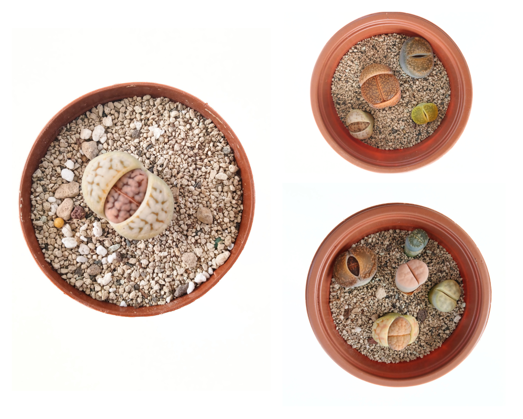 Живи камъчета (lithops) mix