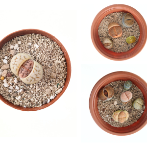 Живи камъчета (lithops) mix