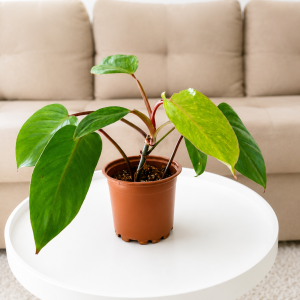 Филодендрон Пейнтед лейди (philodendron 'painted lady') 12 см саксия